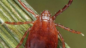 Potentially deadly bacteria found in invasive tick for first time in US